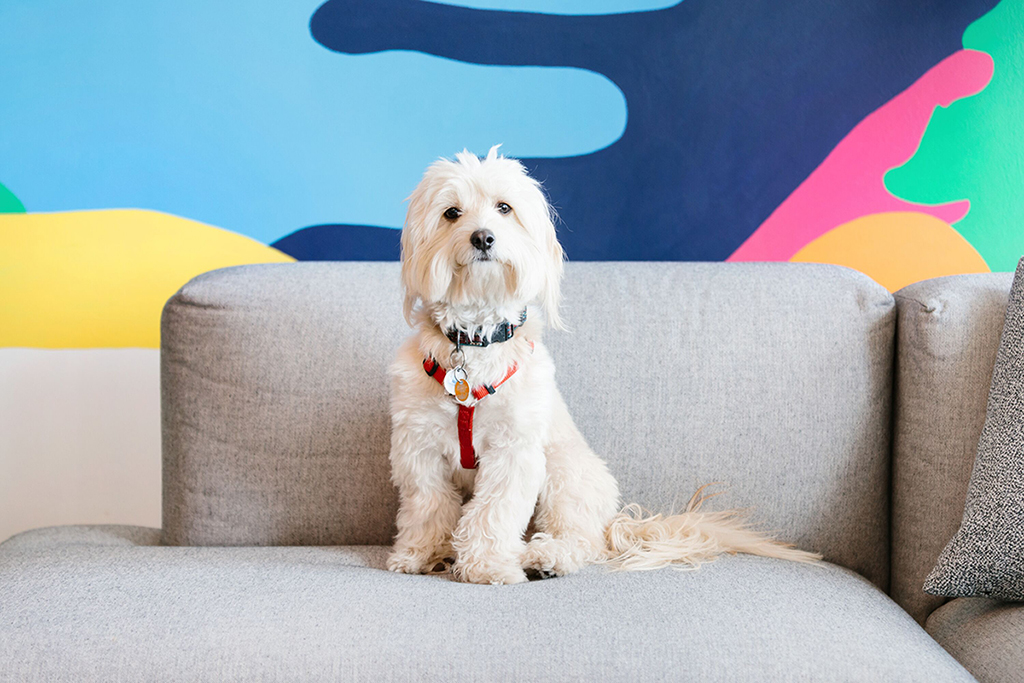 Four dog owners share their top tips for bringing your dog to work