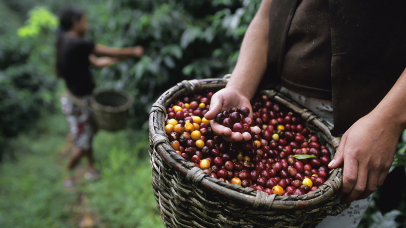 A vision for sustainably harvested coffee